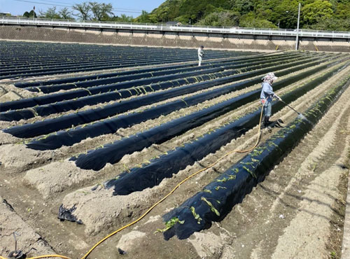 おの農園さんの里芋畑