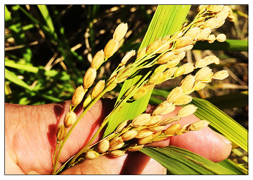 愛媛県西条産の庄内米